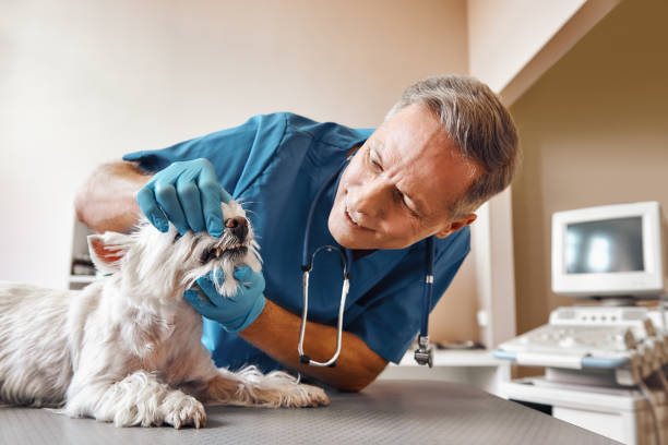 Best Broken or Cracked Tooth Emergency Dentist in Morton, WA